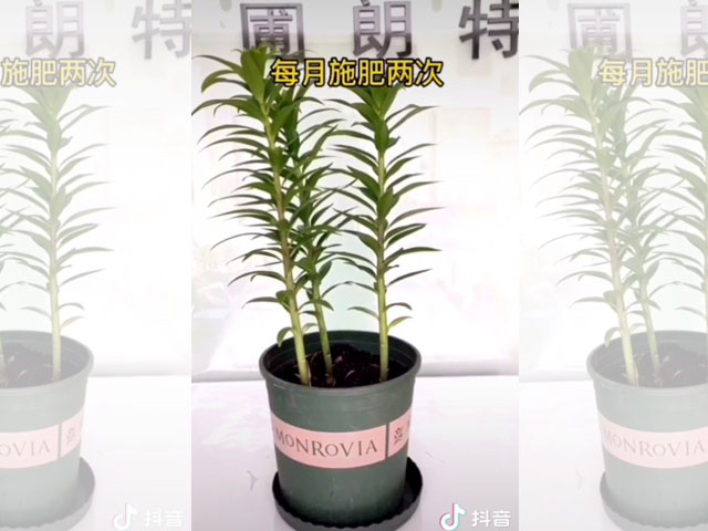 長大后的百合植株可以隨意施肥了嗎？