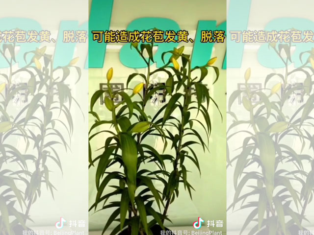 長大后的百合植株可以隨意施肥了嗎？