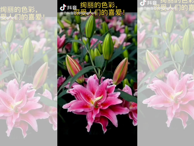 百合花適宜的擺放位置
