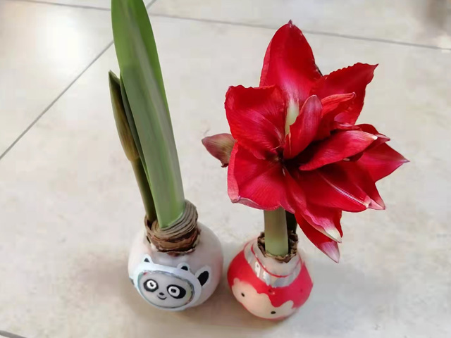 蠟封朱頂紅種球