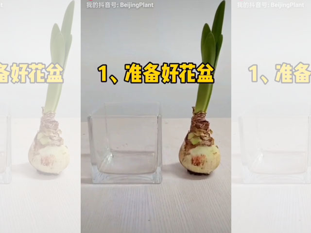 如何水培朱頂紅