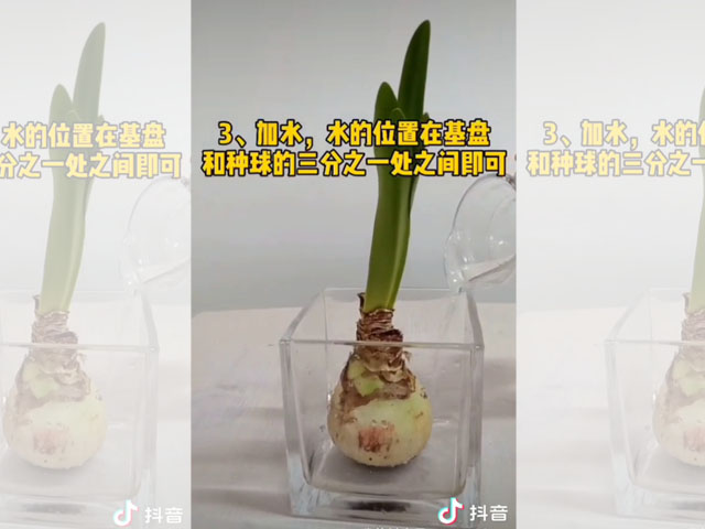 如何水培朱頂紅