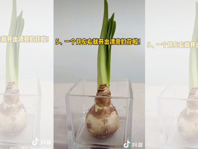 如何水培朱頂紅