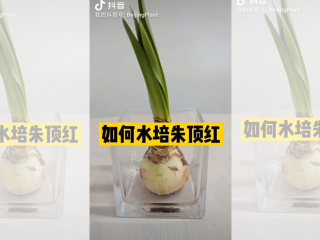 你知道如何水培朱頂紅嗎？