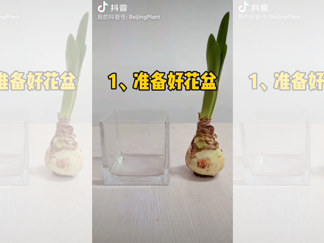 你知道如何水培朱頂紅嗎？