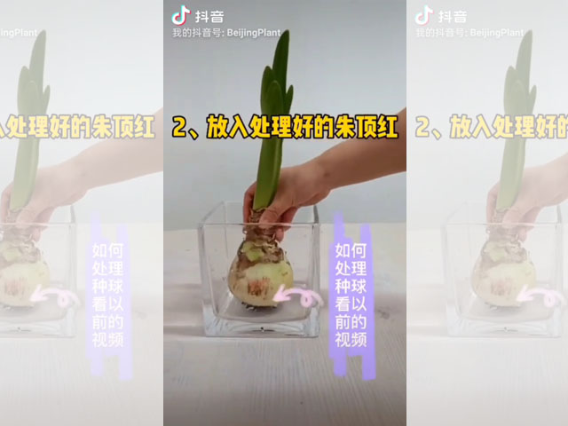 你知道如何水培朱頂紅嗎？