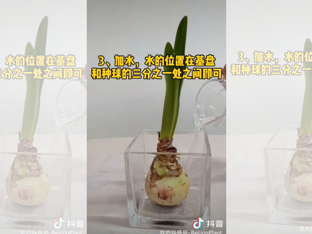 你知道如何水培朱頂紅嗎？