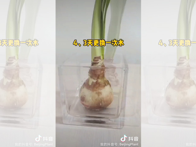 你知道如何水培朱頂紅嗎？
