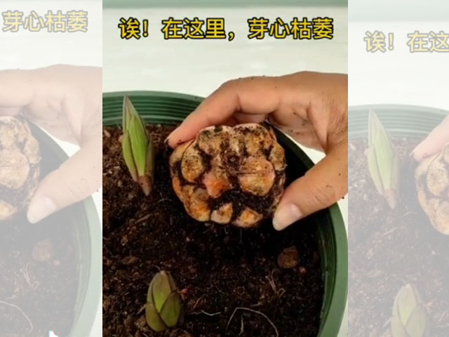 百合-死芽種球