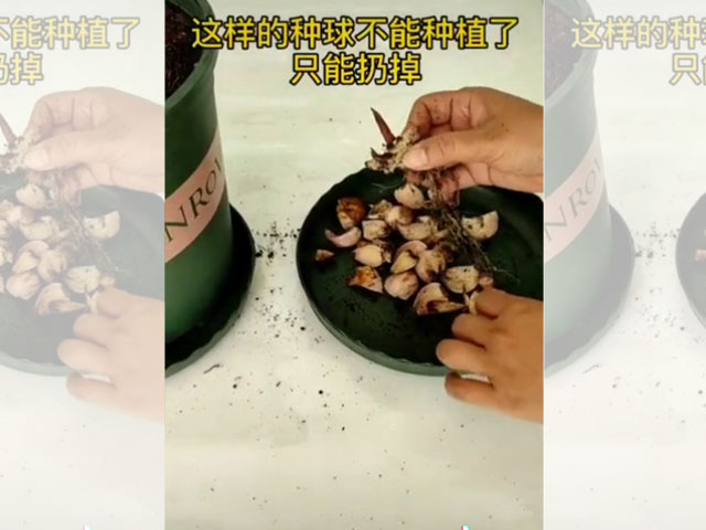 百合-死芽種球