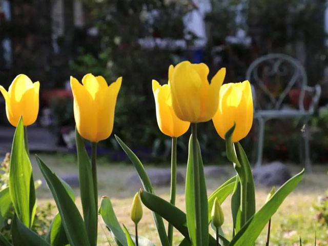 什么原因可能會導(dǎo)致郁金香種球莖爛掉呢 什么原因可能會導(dǎo)致郁金香種球莖爛掉呢