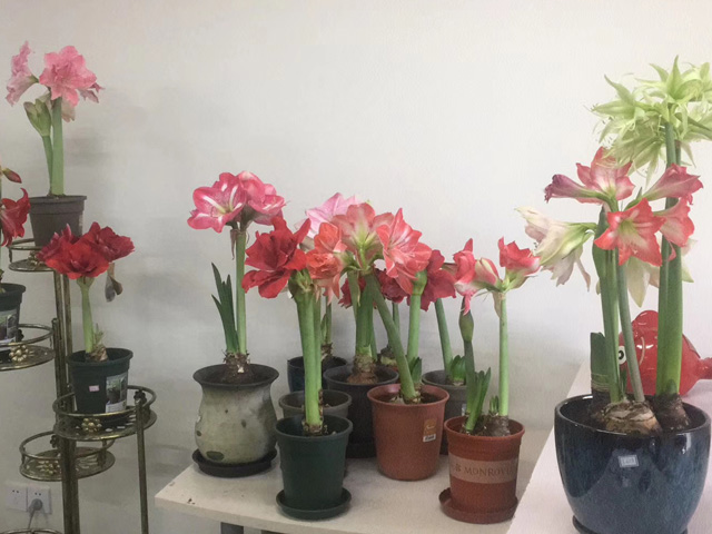 圣誕節(jié)神秘的驚喜朱頂紅種球 圣誕節(jié)神秘的驚喜朱頂紅種球