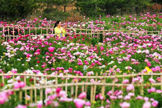 芍藥花開(kāi)