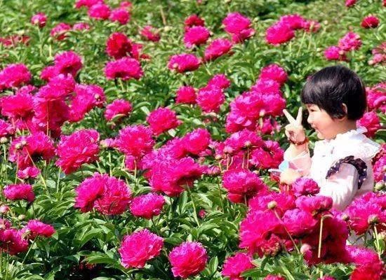 芍藥花開(kāi)