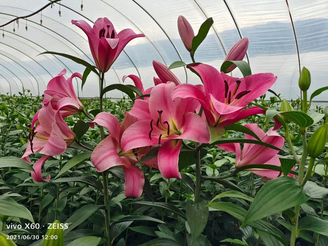 帕拉佐和普拉芬多的區(qū)別