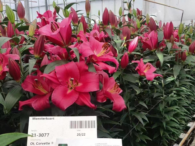 親自動手種植百合種球的樂趣