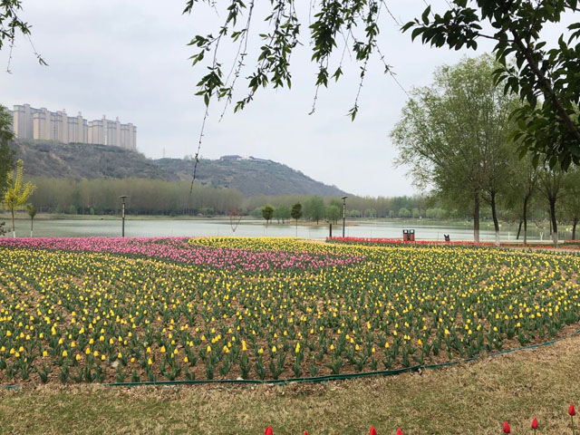 圃朗特郁金香種球預(yù)售中