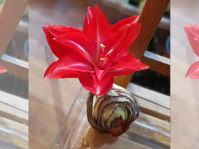 為什么說朱頂紅種球特別好養(yǎng) 為什么說朱頂紅種球特別好養(yǎng)