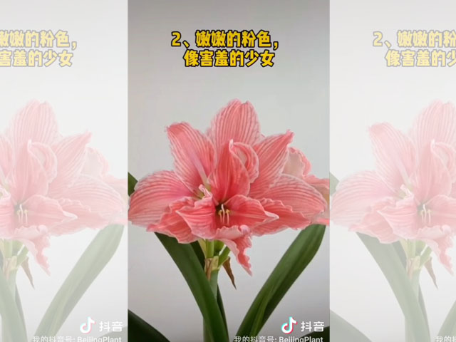 朱頂紅品種介紹-甜蜜女神