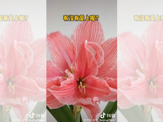 朱頂紅品種介紹-甜蜜女神