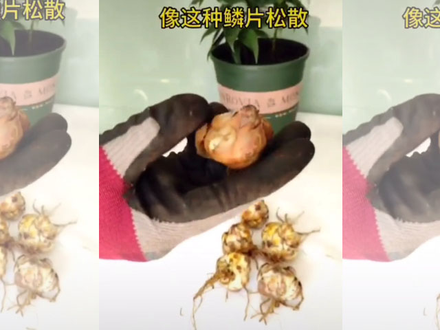 鱗片松散的是劣質(zhì)種球