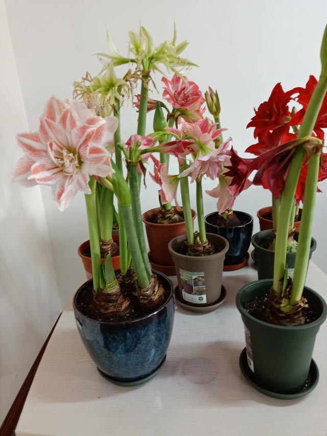 新手種什么樣的花兒好看，又不容易養(yǎng)死！