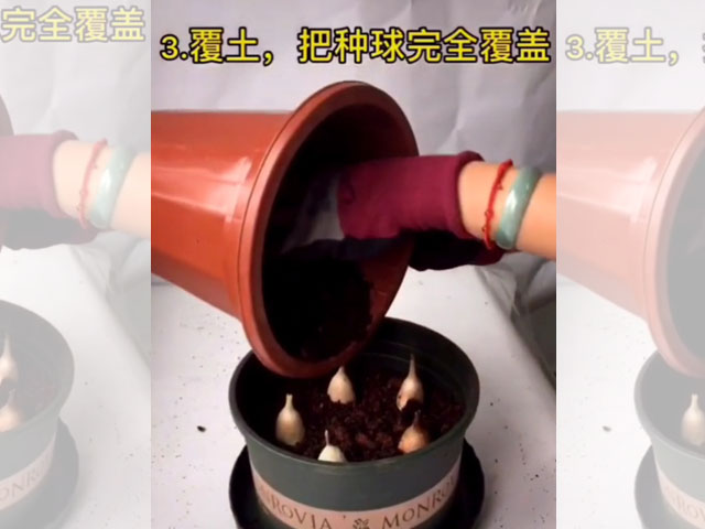 香雪蘭的種植方法