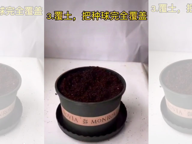 香雪蘭的種植方法