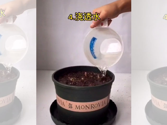 香雪蘭的種植方法