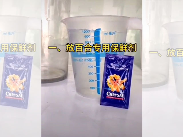 根系發(fā)達(dá)是健康的百合種球 根系發(fā)達(dá)是健康的百合種球