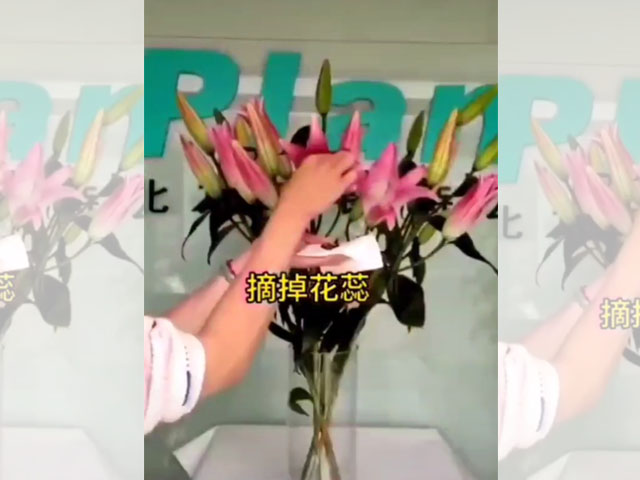 鱗片松散的是劣質(zhì)種球 鱗片松散的是劣質(zhì)種球
