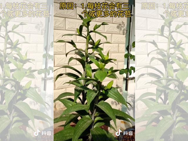 陽臺上種植百合，選多大的種球