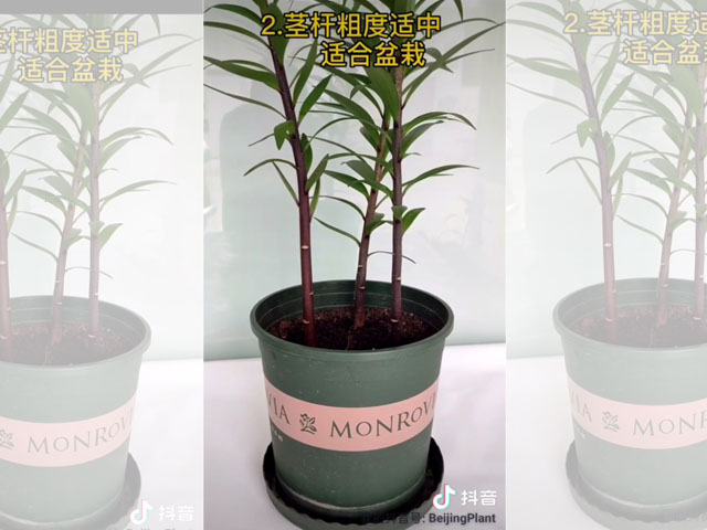 陽臺上種植百合，選多大的種球