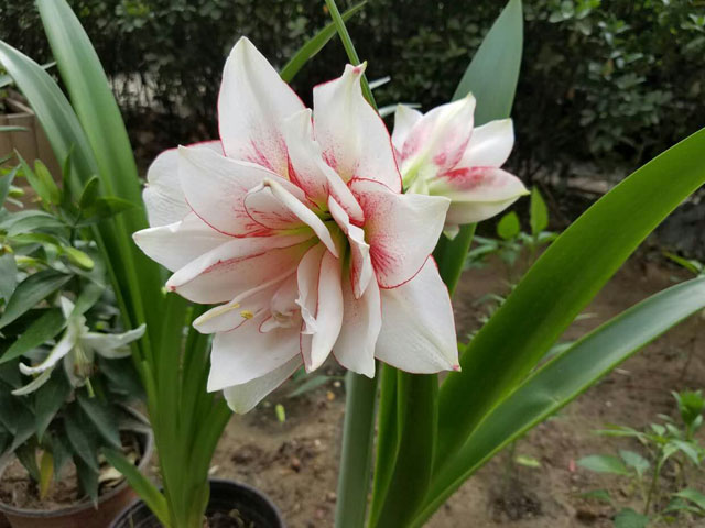 球根花卉-陽臺(tái)黨的典范 球根花卉-陽臺(tái)黨的典范