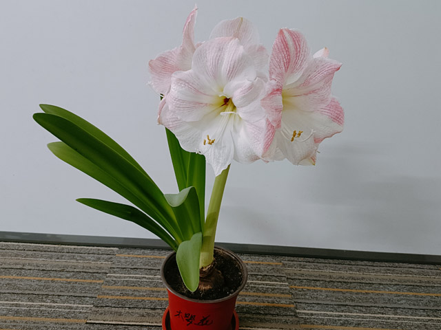 不遜郁金香的球根花卉—朱頂紅 不遜郁金香的球根花卉—朱頂紅