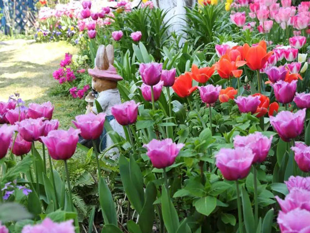 郁金香花種球出苗后的養(yǎng)護(hù) 郁金香花種球出苗后的養(yǎng)護(hù)