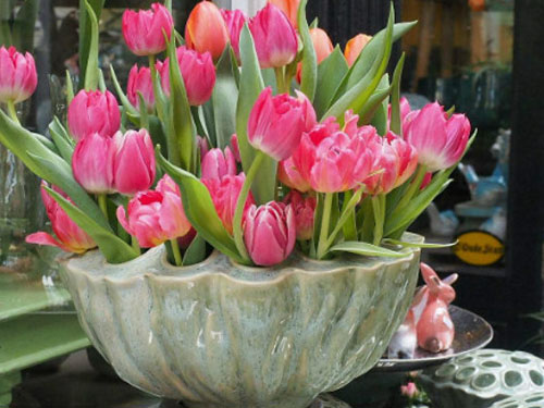 郁金香開(kāi)花后怎么處理