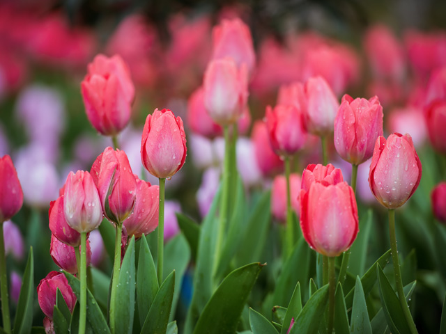 郁金香花種球種植要點(diǎn)分享 郁金香花種球種植要點(diǎn)分享