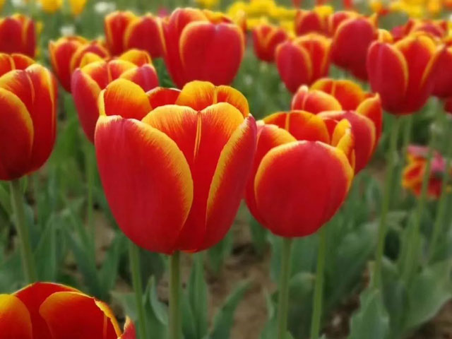 郁金香花種球應該這樣養(yǎng)護