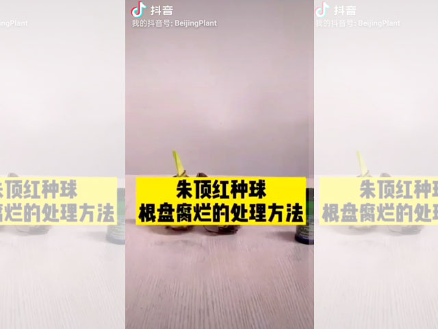 朱頂紅種球根盤腐爛的處理方法