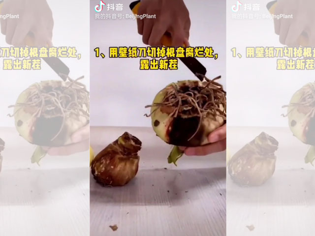 朱頂紅種球根盤腐爛的處理方法