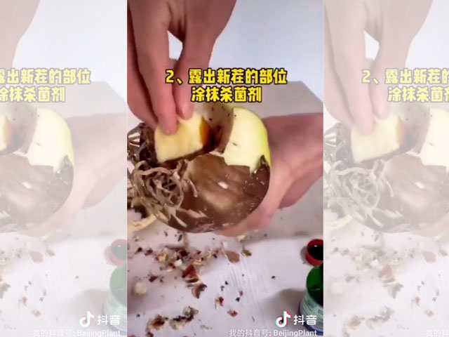 朱頂紅種球根盤腐爛的處理方法