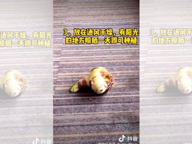 朱頂紅種球根盤腐爛的處理方法