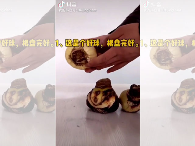 朱頂紅種球根盤腐爛的檢查方法