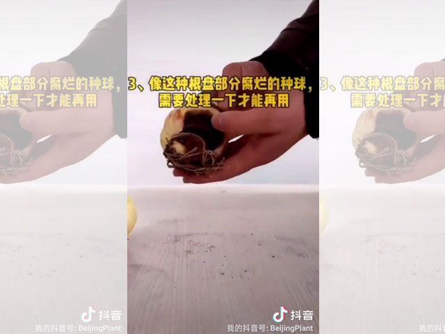 朱頂紅種球根盤腐爛的檢查方法