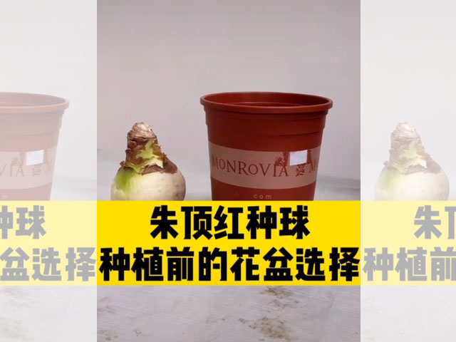 朱頂紅種球種植前的花盆選擇