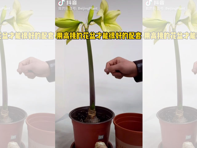 朱頂紅種球種植前的花盆選擇
