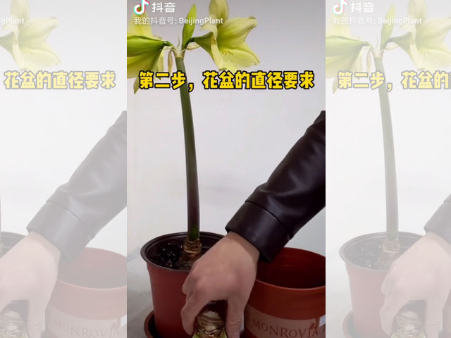 朱頂紅種球種植前的花盆選擇