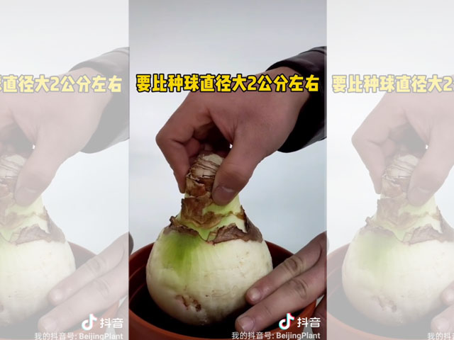 朱頂紅種球種植前的花盆選擇