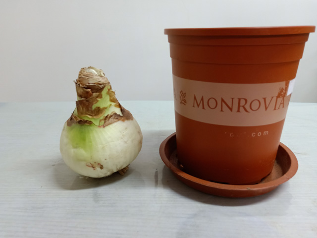 選擇高挑的花盆